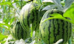 吃瓜全免费,揭秘娱乐圈幕后真相