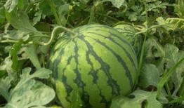 温州网红吃瓜事件,揭秘网络舆论的风暴与真相